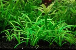 Aquarium Plants Dwarf Sagittaria Subulata Bare Root - £23.59 GBP