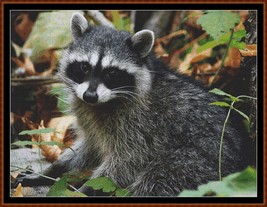 Raccoon ~~ counted cross stitch pattern PDF - $19.95