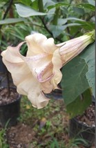 USA SELLER 10 Box of Chocolate Angel Trumpet Seeds Flowers Flower Brugmansia Dat - £11.35 GBP