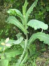 US Seller 20 Wild Lettuce Plant Seeds New Fresh Seeds - £11.33 GBP