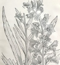 Blue Thistle Echium Flower Drawing Victorian 1887 Art Print Agriculture DWT9C - £19.54 GBP