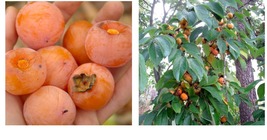 American Persimmon Tree 1&#39; Ft Sapling Seedling Diospyros Fruit Live Plants - £41.42 GBP