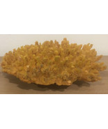 Large Acropora Finger Coral Ocean Reef Branch Fossil- Extra Large 10.5” ... - $180.93 CAD