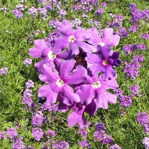 Purple Verbena Moss Seeds Glandularia Pulchella B50 Gardening USA SHIPPING - $5.38