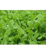 KKG Premium Roquette Arugula Fresh Organic Seeds Fresh Garden - $145.62 MXN