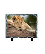 FEMALE LIONS #1000 on 6 x 8 SUBLISLATE - $14.80