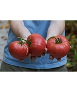Brandywine Pink Heirloom Tomato 30+ seeds Non-GMO 100% ORGANIC Grown in USA - £3.35 GBP