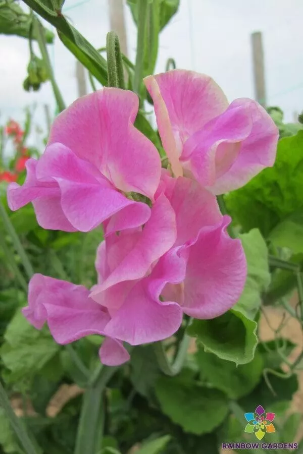 50 Bobby Chisholm Sweet Pea Seeds Planting Gardening USA SHIPPING - $12.96