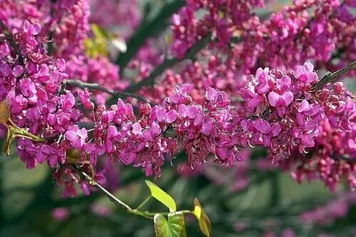 20 Eastern Redbud Tree Cercis Canadensis Pink Tree Seeds - £8.21 GBP