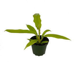 NEW ! Golden Crocodile Philodendron - Easy to Grow Houseplant - 4&quot; Pot - £40.91 GBP
