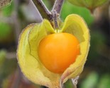 Hawaiian Giant Poha Berry Seeds Physalis Peruviana Golden Ground Cherry  - £11.48 GBP