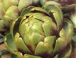US Seller 40 Green Globe Artichoke Seeds Organic Perennial Heirloom Vegetable - £7.02 GBP