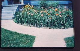 VTG 1952 Kodak Kodachrome Slide Summer Flower Garden Next to SIdewalk House - $9.99