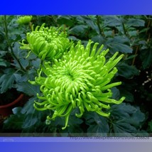 Green Spider Chrysanthemum Courtyard Flower 50 Pack Garden - £4.84 GBP