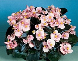 30 Gorgeous Begonia Pink Cocktail Brandy Flower Seeds Annual From US  - $8.35