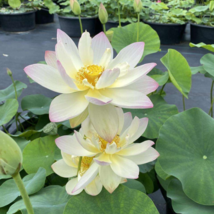 Golden Nelumbo Nucifera Lotus Flowers Pond Plants Bonsai - 1 Seeds - $7.70 CAD