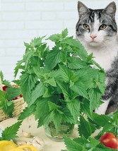 Grow In US 250 Catnip Seed Heirloom For Your Garden And Fur Babies - £6.27 GBP