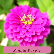 7511 zinnia purple pop thumb200