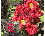 Crepe Crape Myrtle EBONY FIRE Starter Lagerstroemia Well Rooted Plant - $48.93
