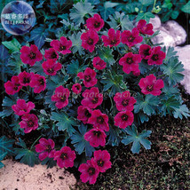 10 Seeds Geranium Macrorrhizum Dark Red Flower Seeds Garden Beautiful - £5.06 GBP