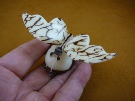 TNE-BUT-33c) spotted White brown BUTTERFLY TAGUA NUT Figurine VEGETABLE ... - $20.56