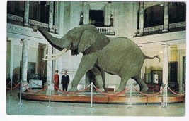 Washington DC Postcard Smithsonian Institute African Bush Elephant - $2.96