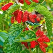 Best Seeds Red Mulberry Seeds Morus Rubra American Mulberry - £11.21 GBP