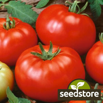 FRESH Beefsteak Tomato Seeds  Heirloom  Non-GMO  - £16.98 GBP