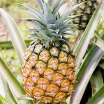 Pinapple (Ananas comosus) tropical fruit live plant - £39.96 GBP