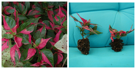 PARTY TIME*Alternanthera Starter Plant**Hot Pink Splashes on Deep Green ... - $43.99