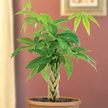 15 Seeds Money Tree Plant House Plant Flowers Fresh Usa Seller - £7.84 GBP