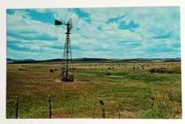 Texas Cattle at Watering Time Cows Landscape Scenic View TX UNP Postcard c1960s - $5.99