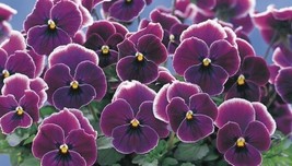 20 Pansy Violet Picotee Flower Seeds - £13.49 GBP