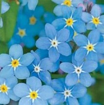 200 Seeds Chinese Forget Me Not Heirloom Seeds Sprout Quickly Thrive - $8.35