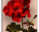 Red Geranium Flower Blossoms UNP DB Postcard H29 - $3.36