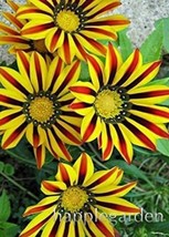 100 pcs Gerbera Daisy Seeds Hybrids - Yellow Black Red Stripes Flowers FRESH SEE - £6.67 GBP