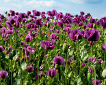 Sale 500 Seeds Lauren&#39;S Grape Poppy Purple Papaver Bicolor Flower USA - $9.90