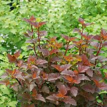 Physocarpus &#39;ginger Wine&#39; - Starter Plant - Approx 9-14 Inch - 3 X 4 Inch Pot - £39.86 GBP