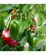 California Wonder 300 Tmr Bell Pepper Red Green Sweet Peppers Easy To Gr... - $12.89
