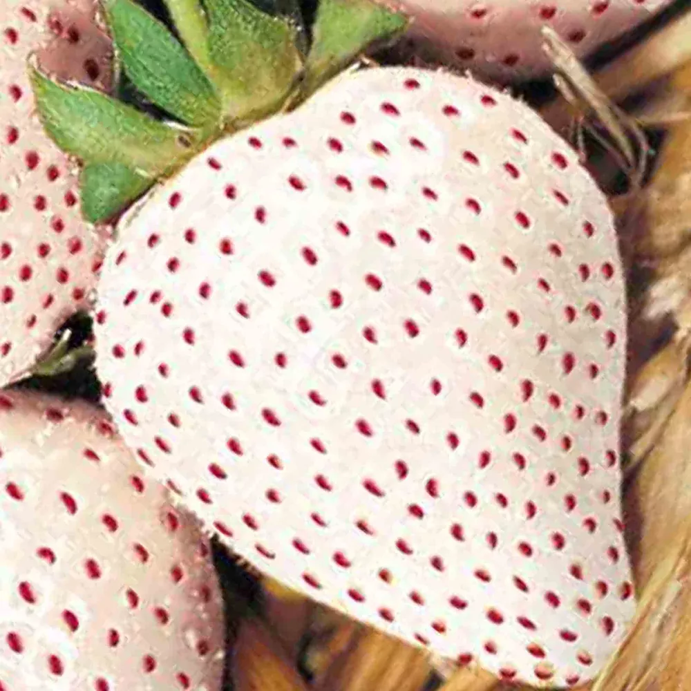 150 White Wonder Strawberry Seeds Spring Perennial Heirloom Non-Gmo Fruit - £3.57 GBP