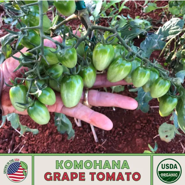 10 Oldendorf Tomato Seeds Organic Open Pollinated Non Gmo Fresh Garden B... - $10.96