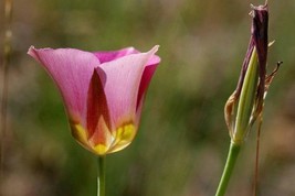 GIB Calochortus nuttallii (pink form) | Nuttall&#39;s Mariposa | Sego Lily | 10 Seed - £19.17 GBP