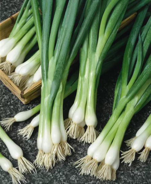 New Fresh 250 White Lisbon Onion Seeds Scallion Bunching - £7.38 GBP