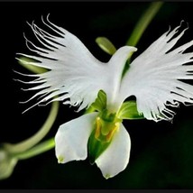 20 Seeds White Egret Orchid Seeds Heron White Dove Colors Included Are White Pin - £7.44 GBP