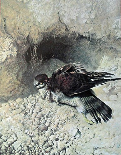 Sharp Shinned Hawk, By Artist Raymond Harris Ching, print art, (paintings, dr... - £14.26 GBP