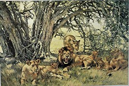 Lions &quot;the Pride&quot; By Artist Donald Grant, print art, (Oil paintings, drawings... - £14.30 GBP