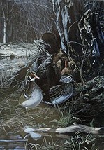 Ducks, By Artist Bruce Miller, print art, (paintings, drawings, water colors,... - £14.07 GBP