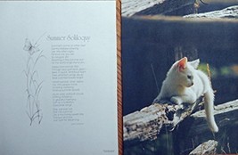 Summer Soliloquy by Joan Callahn [Kitten] Authentic oringial vintage Magazine... - £14.15 GBP