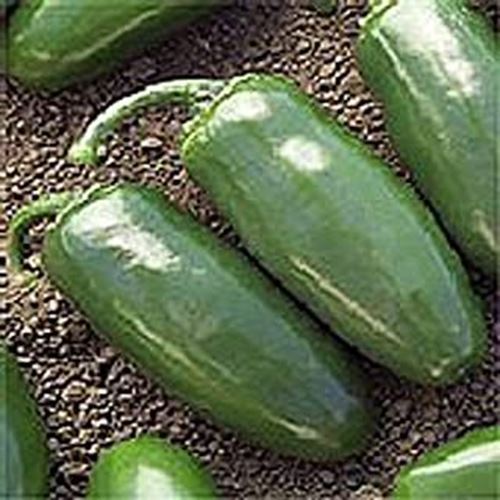 PM Chichimeca Hot Peppers Seeds (((100 Seed Packet))) (More Heirloom, Or... - $3.98