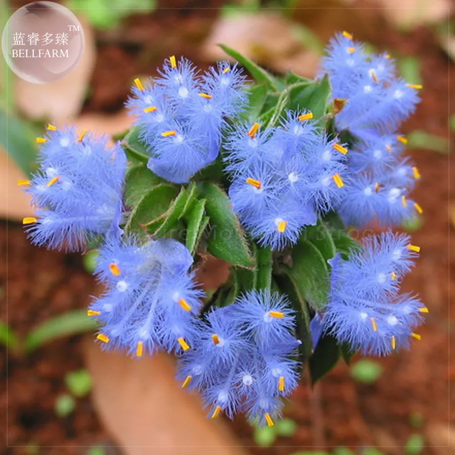 fresh BELLFARM 2pcs Cyanotis arachnoidea C.B.Clarke Seeds, purple blue